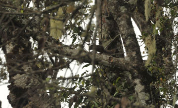 Dunkles Palmenhörnchen [Funambulus obscurus]