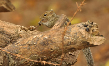 Indian palm squirrel [Funambulus palmarum brodiei]