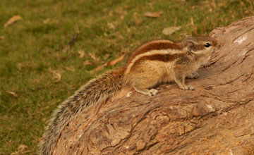 Northern palm squirrel [Funambulus pennantii]