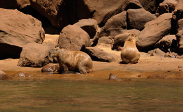 Capybara [Hydrochoerus hydrochaeris]