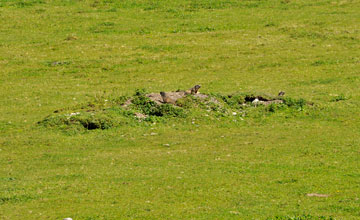 Alpenmurmeltier [Marmota marmota]