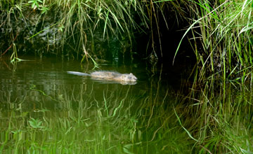 Muskrat [Ondatra zibethicus]