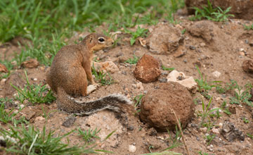 Ochre bush squirrel [Paraxerus ochraceus]