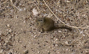 Felsenratte [Petromus typicus]