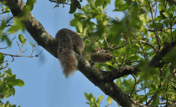 Sri-Lanka-Riesenhörnchen [Ratufa macroura dandolena]