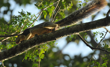 Sri-Lanka-Riesenhörnchen [Ratufa macroura macroura]