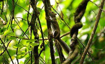 Deppes Hörnchen [Sciurus deppei]