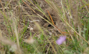 Europäischer Ziesel [Spermophilus citellus istricus]