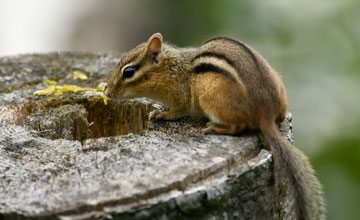 Eastern chipmunk [Tamias striatus lysteri]