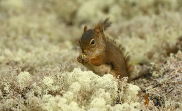 American red squirrel [Tamiasciurus hudsonicus]