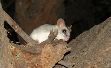 Thallomys nigricauda [Thallomys nigricauda]