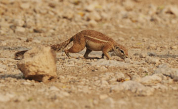 Cape ground squirrel [Xerus inauris]