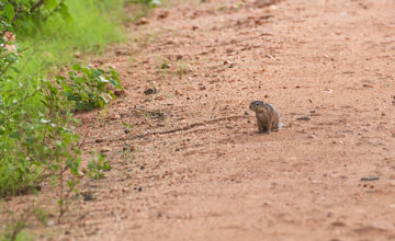 Unstriped ground squirrel [Xerus rutilus]