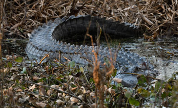 Mississippi-Alligator [Alligator mississippiensis]