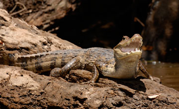 Krokodilkaiman [Caiman crocodilus]