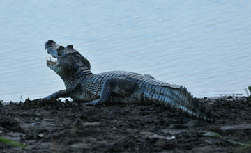 Yacare caiman [Caiman yacare]