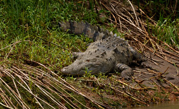 Spitzkrokodil [Crocodylus acutus]