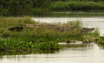 Nilkrokodil [Crocodylus niloticus chamses]