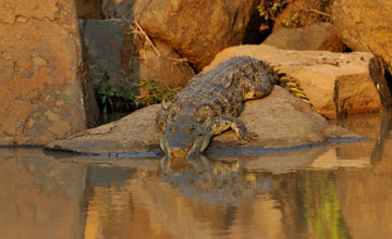 Nile crocodile [Crocodylus niloticus cowiei]