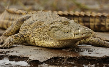 Nilkrokodil [Crocodylus niloticus pauciscutatus]