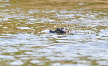 Black caiman [Melanosuchus niger]