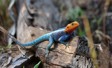 Red-headed rock agama [Agama agama]