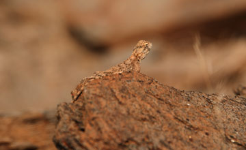 Western rock agama [Agama anchietae]