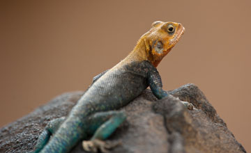 Kenyan rock agama [Agama lionotus]