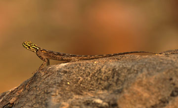 Namibische Felsenagame [Agama planiceps]