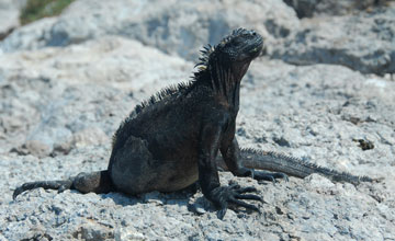 Marine iguana [Amblyrhynchus cristatus trillmichi]