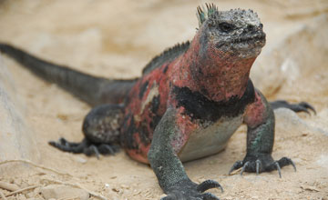 Marine iguana [Amblyrhynchus cristatus venustissimus]