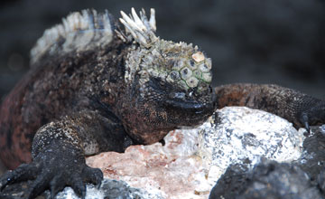 Marine iguana [Amblyrhynchus cristatus wikelskii]