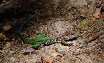 Grüne Ameive [Ameiva ameiva]