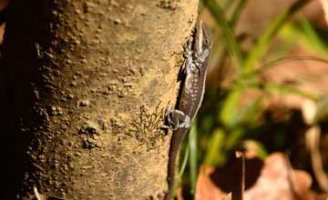 Rotkehlanolis [Anolis carolinensis]