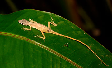 Schlankanolis [Anolis limifrons]