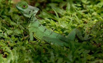 Stirnlappenbasilisk [Basiliscus plumifrons]