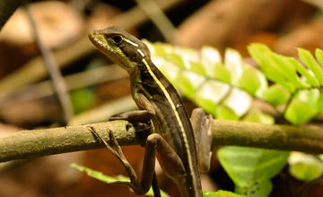 Brown basilisk [Basiliscus vittatus]