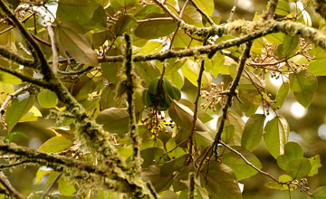 Grüngelbe Palmlanzenotter  [Bothriechis lateralis]