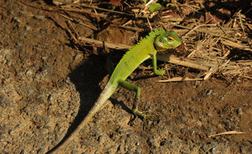 Common green forest lizard [Calotes calotes]