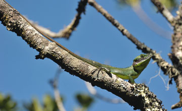 Black-lipped lizard [Calotes nigrilabris]