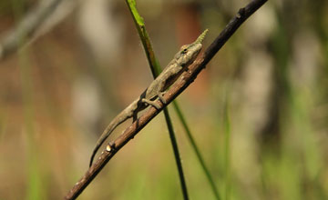 Lance-nosed chameleon [Calumma gallus]