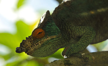 Parson's chameleon [Calumma parsonii]