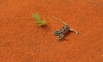 Flap-necked chameleon [Chamaeleo dilepis]