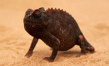 Namaqua chameleon [Chamaeleo namaquensis]