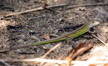 Rainbow whiptail [Cnemidophorus lemniscatus]