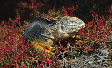 Santa fe land iguana [Conolophus pallidus]