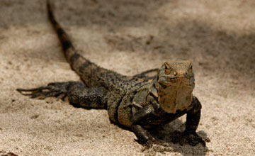 Schwarzer Leguan [Ctenosaura similis]