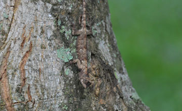 Common flying dragon [Draco volans]