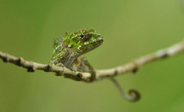 Furcifer balteatus [Furcifer balteatus]