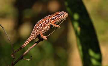 Carpet chameleon [Furcifer lateralis]